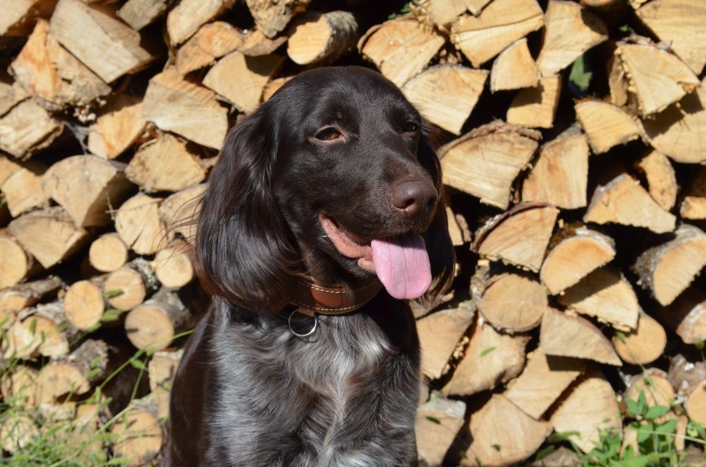 CH. S'kiss du cercle de saint hubert